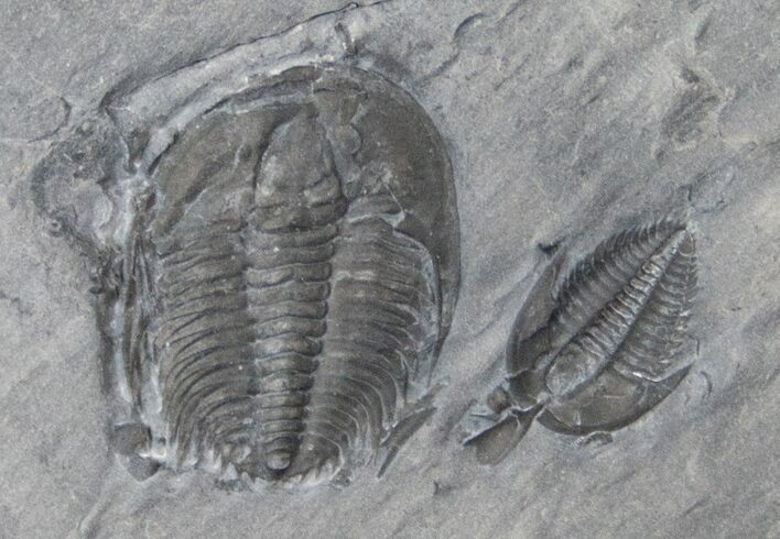 Orygmaspis Plus Kendalina Trilobite Association #14840